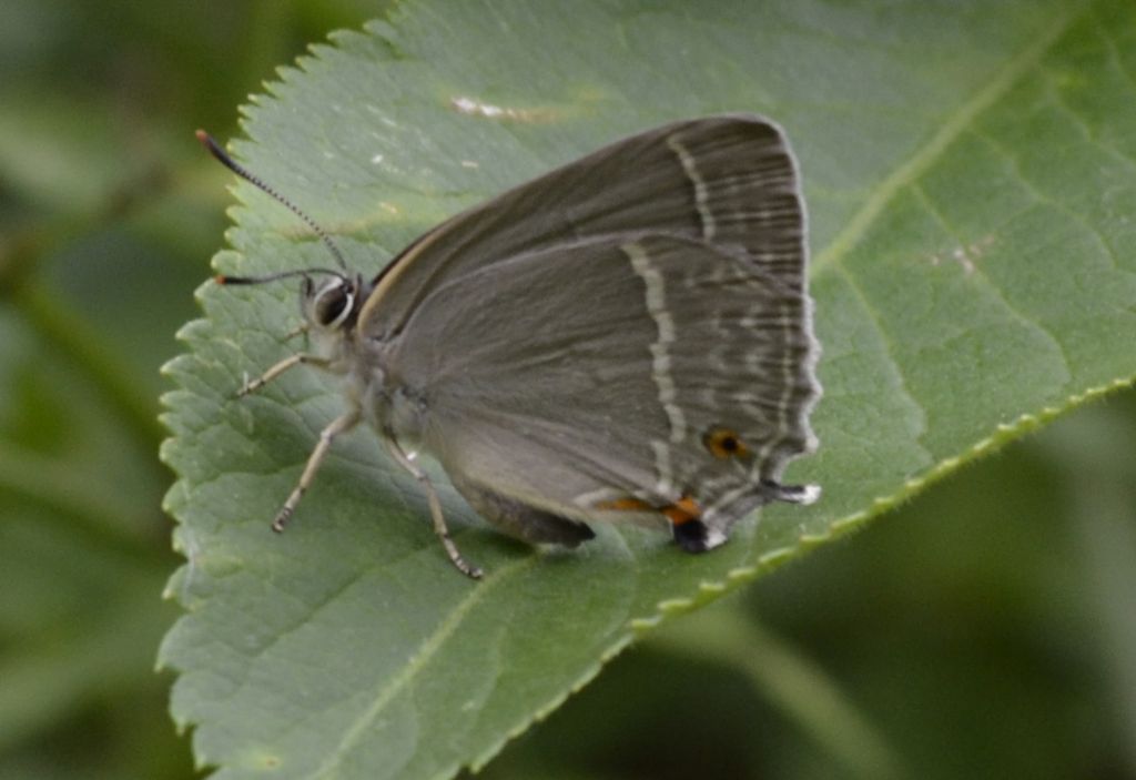 Neozephyrus quercus ?